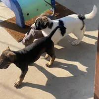 El Capitan, a male Xoloitzcuintli for sale in Merced, CA – Photo 5 of 9