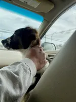 El Capitan, a male Xoloitzcuintli for sale in Merced, CA – Photo 8 of 9