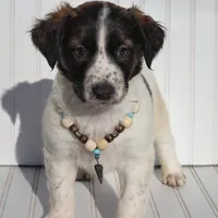 El Capitan, a male Xoloitzcuintli for sale in Merced, CA – Photo 3 of 9