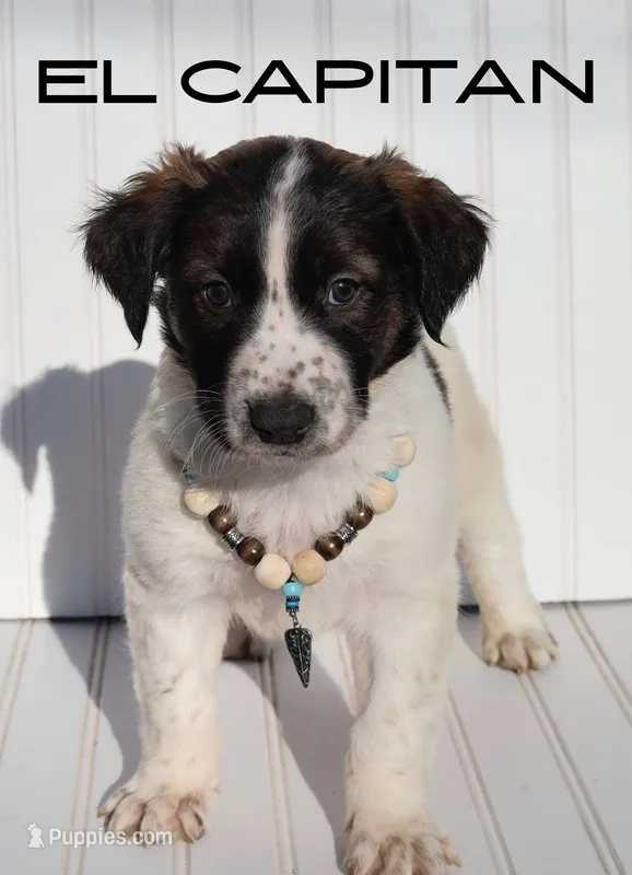 El Capitan – Xoloitzcuintli puppy for sale in Merced, CA
