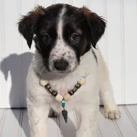 El Capitan, a male Xoloitzcuintli for sale in Merced, CA – Photo 1 of 9