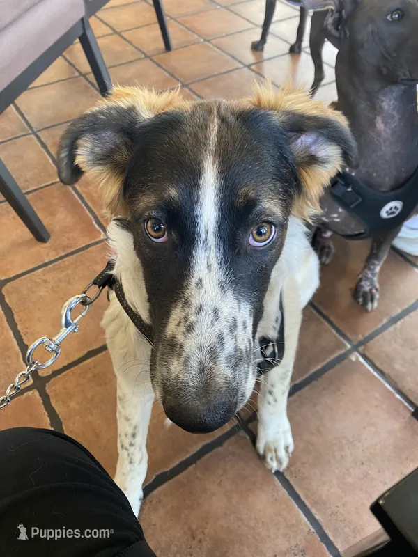 El Capitan -Standard  – Xoloitzcuintli puppy for sale in Huntington Beach, CA