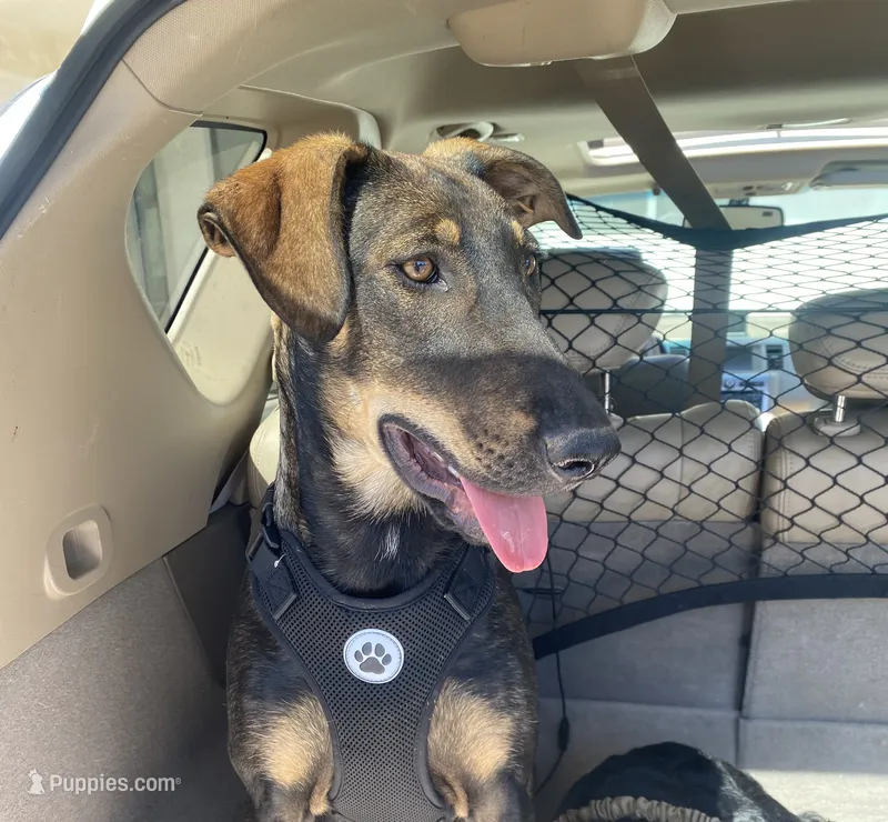 Sable -standard – Xoloitzcuintli puppy for sale in Huntington Beach, CA