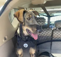 Sable -standard, a female Xoloitzcuintli for sale in Redwood City, CA – 1 of 10