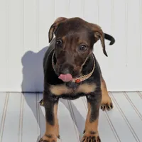 Sable, a female Xoloitzcuintli for sale in Merced, CA – Photo 5 of 10