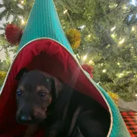 Sable, a female Xoloitzcuintli for sale in Merced, CA – Photo 2 of 10