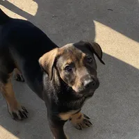 Sable, a female Xoloitzcuintli for sale in Merced, CA – Photo 10 of 10