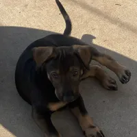 Sable, a female Xoloitzcuintli for sale in Merced, CA – Photo 7 of 10
