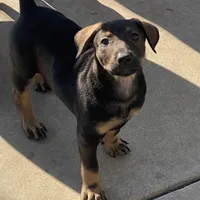 Sable, a female Xoloitzcuintli for sale in Merced, CA – Photo 8 of 10
