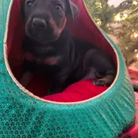 Sable, a female Xoloitzcuintli for sale in Merced, CA – Photo 3 of 10