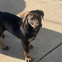 Sable, a female Xoloitzcuintli for sale in Merced, CA – Photo 6 of 10