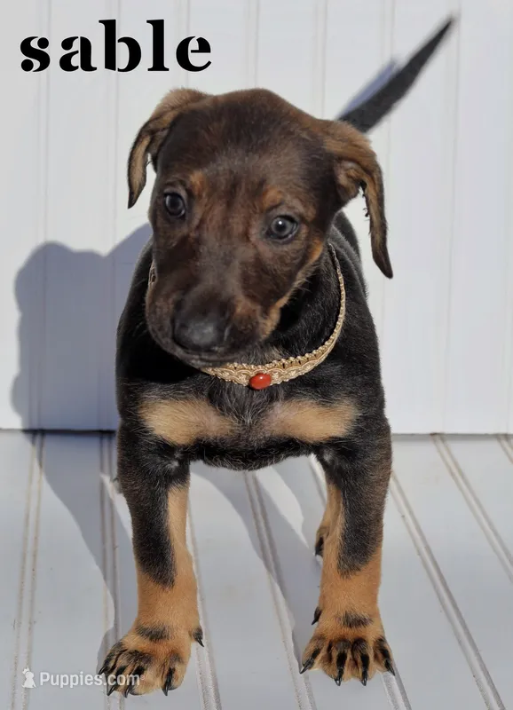 Sable – Xoloitzcuintli puppy for sale in Merced, CA