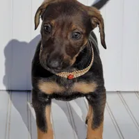 Sable, a female Xoloitzcuintli for sale in Merced, CA – Photo 1 of 10