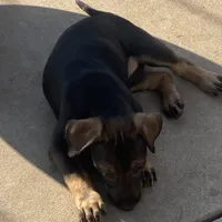 Sable, a female Xoloitzcuintli for sale in Merced, CA – Photo 9 of 10