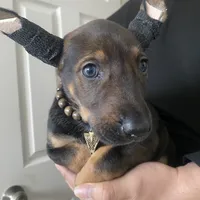 Sable, a female Xoloitzcuintli for sale in Merced, CA – Photo 4 of 10