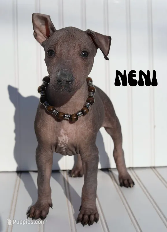 Neni – Xoloitzcuintli puppy for sale in Merced, CA