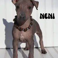 Neni, a female Xoloitzcuintli for sale in Merced, CA – Photo 1 of 9