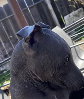 Neni, a female Xoloitzcuintli for sale in Merced, CA – Photo 6 of 9