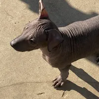 Neni, a female Xoloitzcuintli for sale in Merced, CA – Photo 4 of 9
