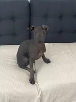 Neni, a female Xoloitzcuintli for sale in Merced, CA – Photo 7 of 9