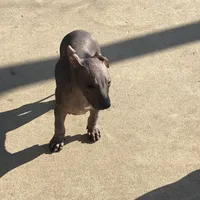 Neni, a female Xoloitzcuintli for sale in Merced, CA – Photo 5 of 9