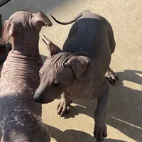 Neni, a female Xoloitzcuintli for sale in Merced, CA – Photo 2 of 9