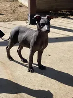 Neni, a female Xoloitzcuintli for sale in Merced, CA – Photo 9 of 9