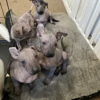 Neni, a female Xoloitzcuintli for sale in Merced, CA – Photo 3 of 9
