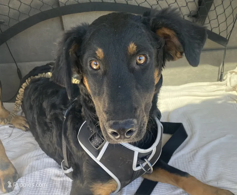 Bellatrix -standard  – Xoloitzcuintli puppy for sale in Huntington Beach, CA