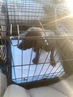 Shenzi, a female Xoloitzcuintli for sale in Merced, CA – Photo 8 of 8