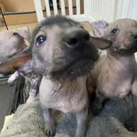 Shenzi, a female Xoloitzcuintli for sale in Merced, CA – Photo 5 of 8