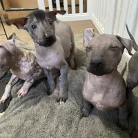 Shenzi, a female Xoloitzcuintli for sale in Merced, CA – Photo 4 of 8
