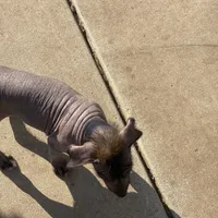 Shenzi, a female Xoloitzcuintli for sale in Merced, CA – Photo 7 of 8