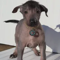 Shenzi, a female Xoloitzcuintli for sale in Merced, CA – Photo 3 of 8