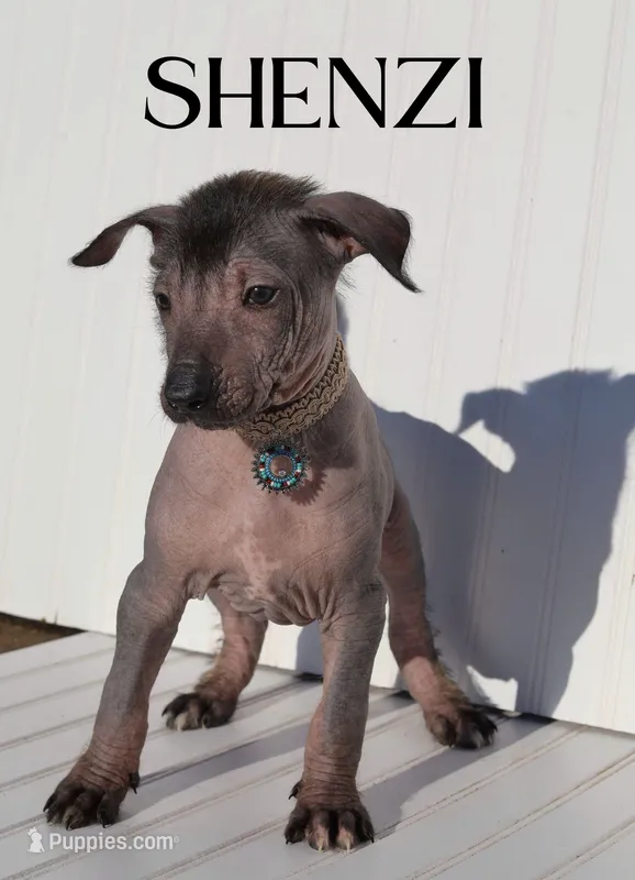 Shenzi – Xoloitzcuintli puppy for sale in Merced, CA