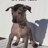 Shenzi, a female Xoloitzcuintli for sale in Merced, CA – Photo 1 of 8