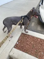 Ezel Standard, a female Xoloitzcuintli for sale in Ventura, CA – 9 of 9