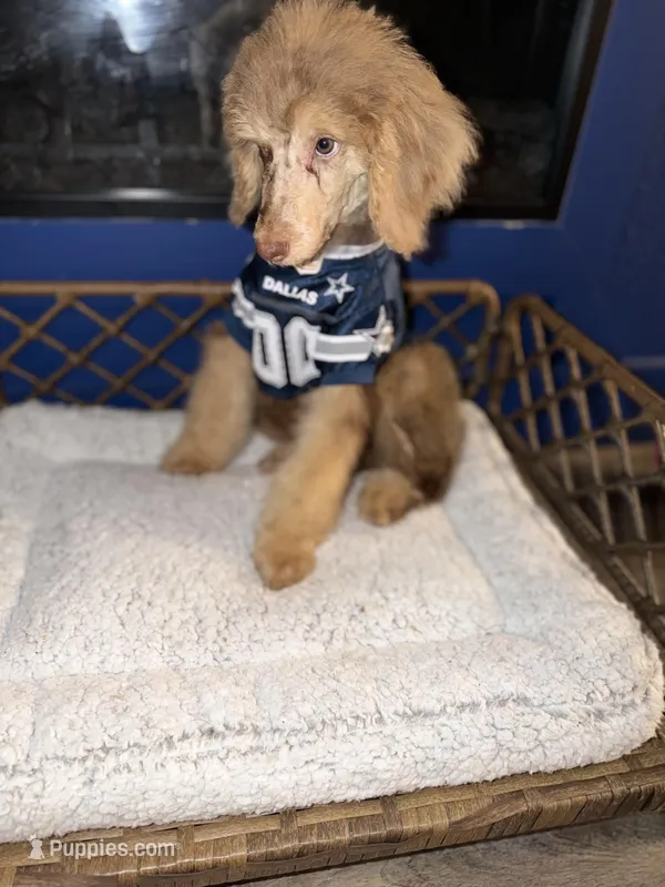 Romeo – Poodle - Standard  puppy for sale in Dallas, TX
