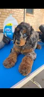 Akc Luna, a  Poodle - Multi-Colored Standard for sale in Dallas, TX – 3 of 4