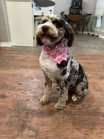 Indi, a female Bernedoodle for sale in Myrtle Beach, SC – 4 of 4