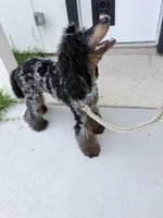 Akc Luna, a female Poodle - Multi-Colored Standard for sale in Myrtle Beach, SC – 9 of 9