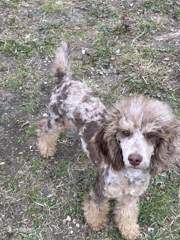 Bella – Poodle - Miniature  puppy for sale in Dallas, TX