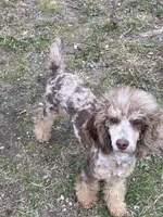 Bella, a female Poodle - Miniature  for sale in Dallas, TX – Photo 3 of 3