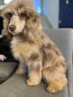 Bella, a female Poodle - Miniature  for sale in Dallas, TX – Photo 2 of 3