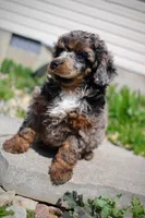 Akc Majestic, a female Poodle - Miniature  for sale in Dallas, TX – 4 of 8