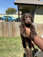 Truffle, a male Poodle - Standard  for sale in Dallas, TX – Photo 1 of 5