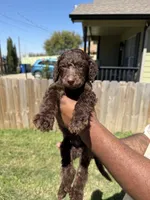 Truffle, a male Poodle - Standard  for sale in Dallas, TX – Photo 4 of 5