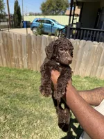 Truffle, a male Poodle - Standard  for sale in Dallas, TX – Photo 5 of 5