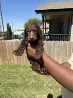 Truffle, a male Poodle - Standard  for sale in Dallas, TX – Photo 2 of 5