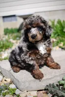 Akc Majestic, a female Poodle - Miniature  for sale in Dallas, TX – 7 of 8